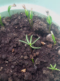 Tree seed - Canaan fir
