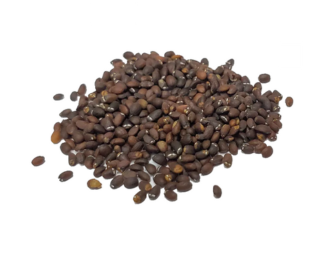 Catnip - Heirloom