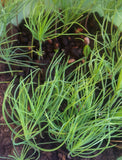 Tree seed - Chinese pine