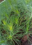 Tree seed - Chinese pine