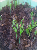 pinus tabuliformis seedlings