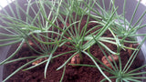 pinus pinea seedlings