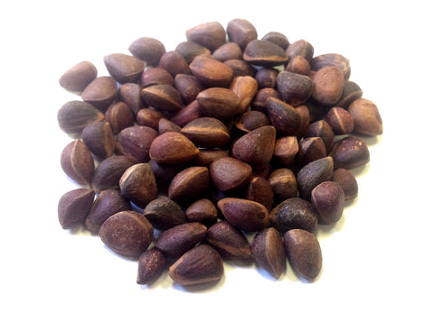 pinus pumila seeds japanese stone pine