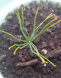 Tree seed - Jeffrey pine