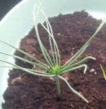 Tree seed - Jeffrey pine