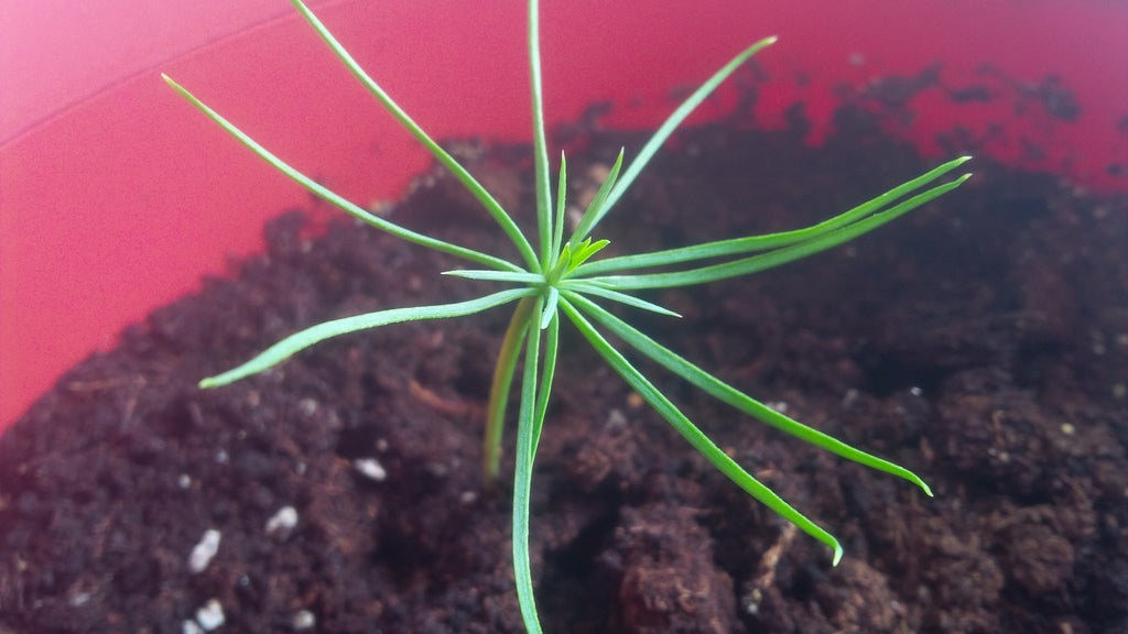 Tree seed - Lacebark pine – TreeSeeds.ca