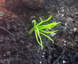 pinus bungeana germinating