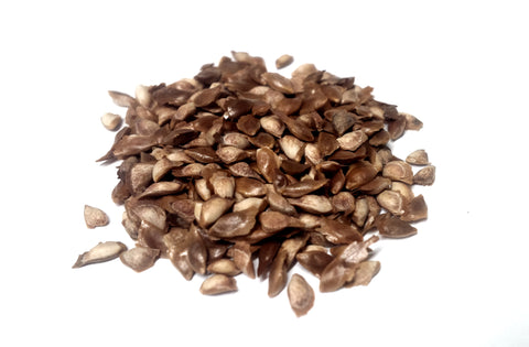 Tree seed - Siberian larch