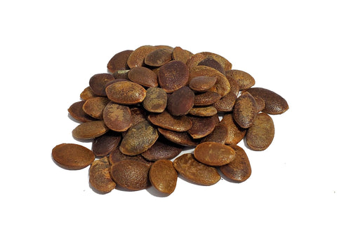 Tree seed - American persimmon