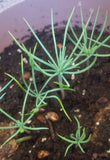 pinus eldarica seedling