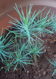 Tree seed - Afghan pine