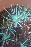 pinus eldarica seedling