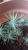 Tree seed - Afghan pine