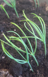 pinus heldreichii seedling
