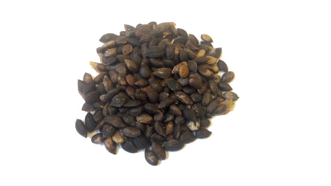 pinus mugo seeds