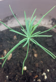 pinus peuce seedling