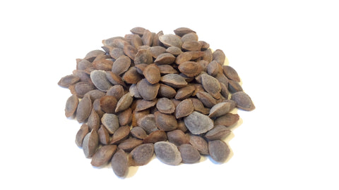 pinus peuce seeds macedonian pine