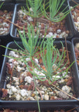 Tree seed - Ponderosa Pine