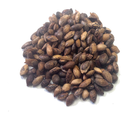 Tree seed - Bosnian pine