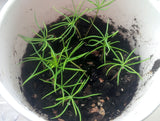 Tree seed - Siberian larch