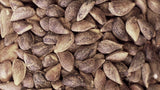 Tree seed - Sitka spruce