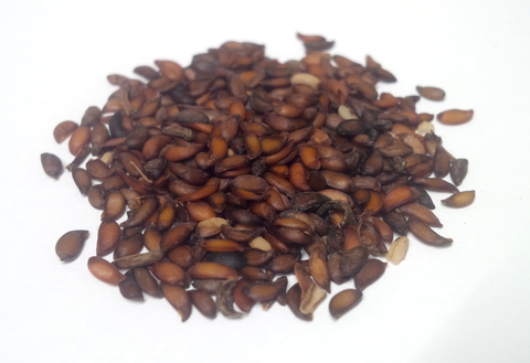 Tree seed - European Mountain Ash