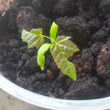 Tree seed - Sugar Maple