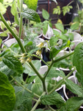 tomato flowers