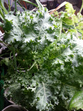 Kale - Westland