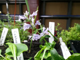Korean Mint - Licorice