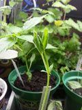 pea seedling