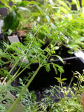 dill seedling