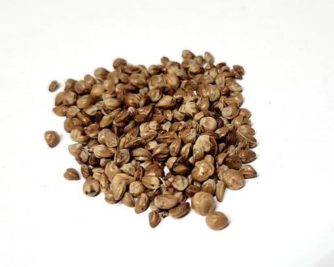 Tree seed - Rocky Mountain Juniper