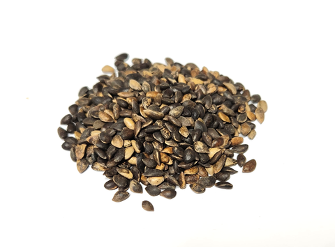 Tree seed - Scots pine