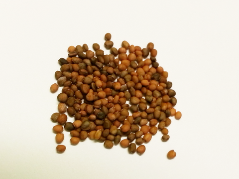 arugula seeds
