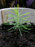 picea abies seedling