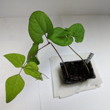 bush bean seedling