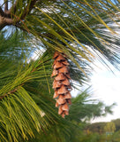 pinus strobus mature cone