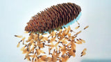 picea koyamae seed cone