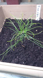 pinus nigra sapling