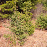 white spruce tree