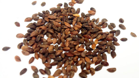 white spruce seeds picea glauca
