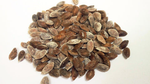 pinus strobus seeds white pine