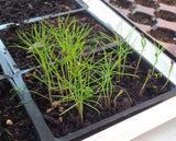 pinus resinosa red pine seedling