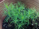 pinus banksiana saplings jack pine