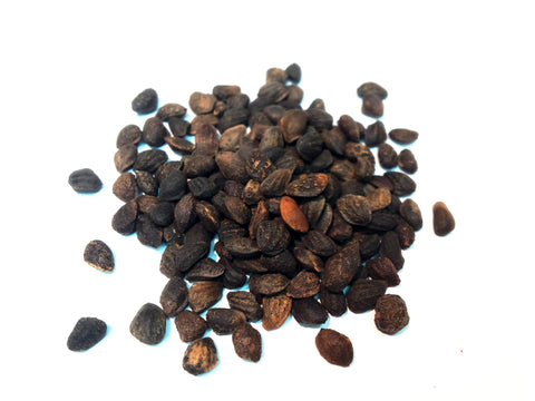 loblolly pine seeds pinus taeda