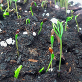 lutz spruce picea x lutzii seedlings