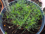 pinus resinosa red pine seedlings