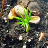 pinus koraensis seedling germinating