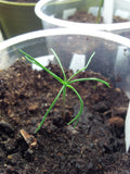 pinus taeda seedling loblolly pine